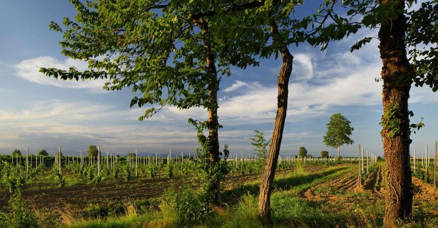 Pramaggiore: Ornella Bellia Winery Guided Tour & Tasting - When to go and what to expect