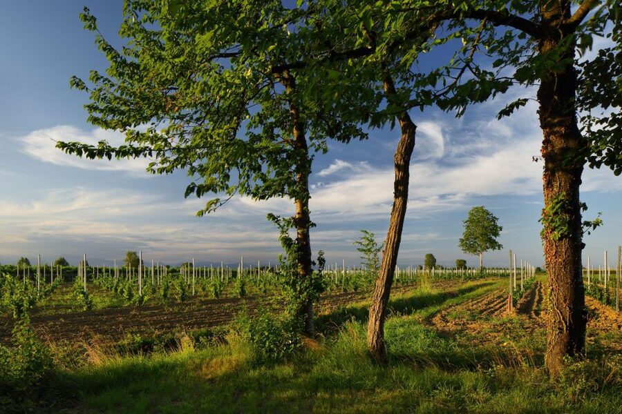 Pramaggiore: Ornella Bellia Winery Guided Tour & Tasting - FAQ