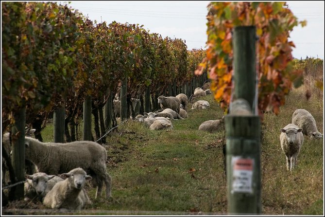 Premium 4 -Best Wineries Napier Hawke's Bay Tour, 5.5h - 6Hours - Boutique wineries are the strongest part of the route