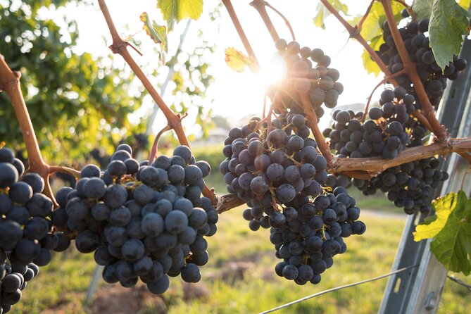 Premium Hunter Valley Wine Tour with Lunch from Sydney - The driver can shape the whole day