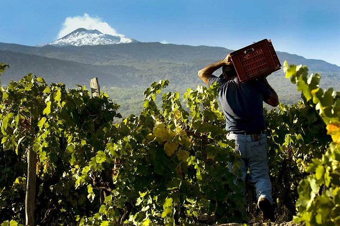 Private 6-Hour Tour of Three Etna Wineries with food&wine tasting - Why Etna wine feels different