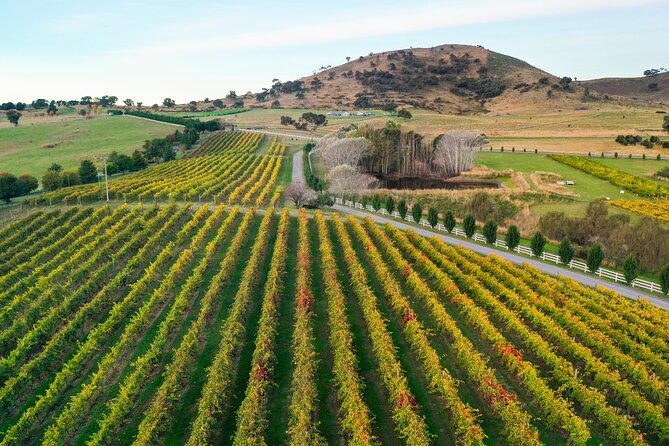Private Canberra Winery Tour with lunch - The vineyard lunch: wood-fired pizza and a useful pause