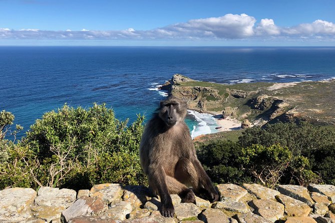 Private Day Tour to Cape Point , Penguins, Wine or Beer Tasting - The old Cape Point lighthouse