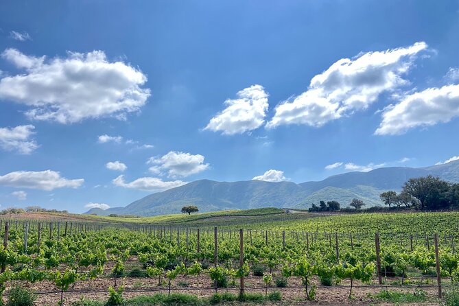 Private Full-Day Wine Tour from Lisbon with Tastings - José Maria da Fonseca Adds Family History and a Different Scale