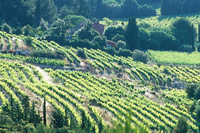 Private Full Day Wine Tour in Provence - The real value of the $480.56 price