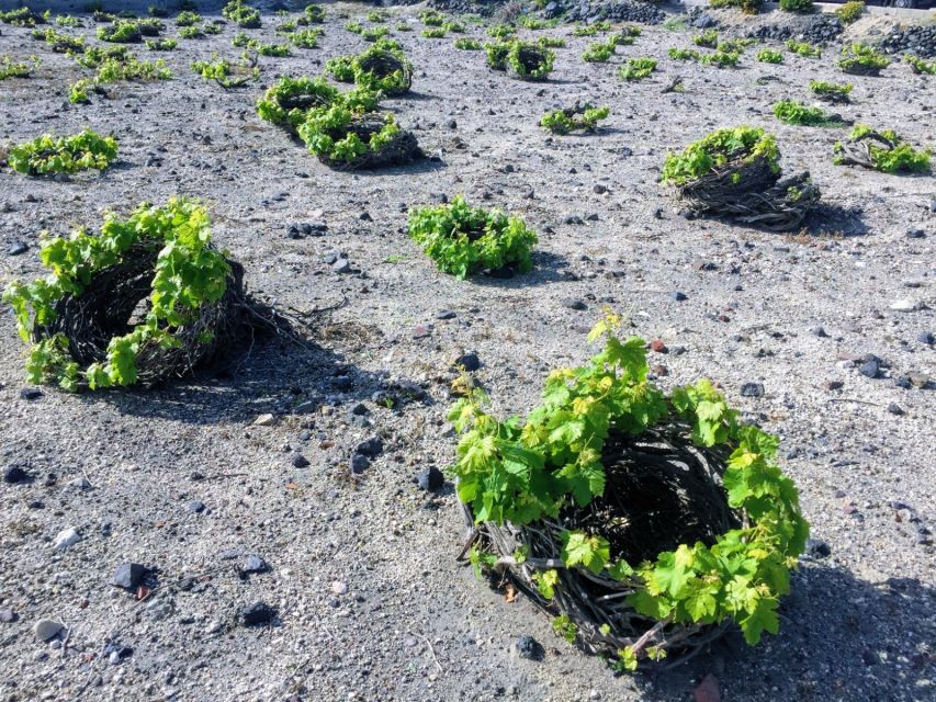 Private Group Visit to Akrotiri & 3 Wineries with Tastings - Private transport and a four-and-a-half-hour schedule
