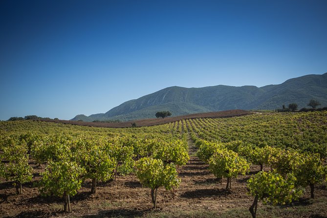 Private Lisbon Arrabida Wine Tour: Food & Wines, Mountain and Sea - Livramento Market, where Setúbal makes a first impression