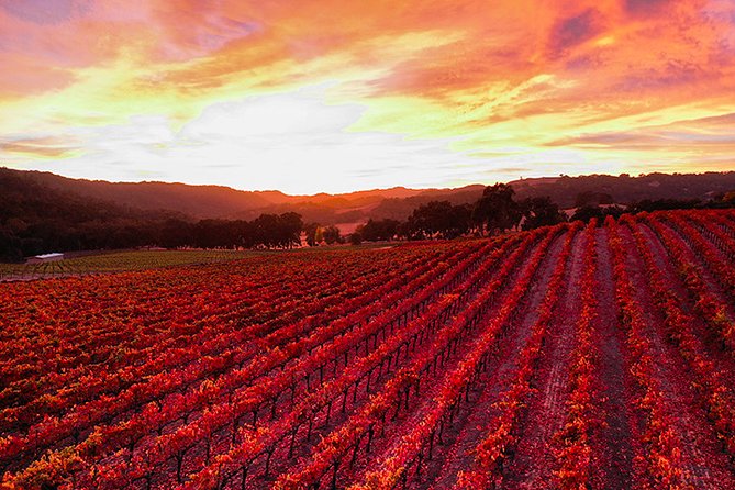 Private or Semi-Private Wine Tasting Tour from Paso Robles - Booking advice for a smoother day