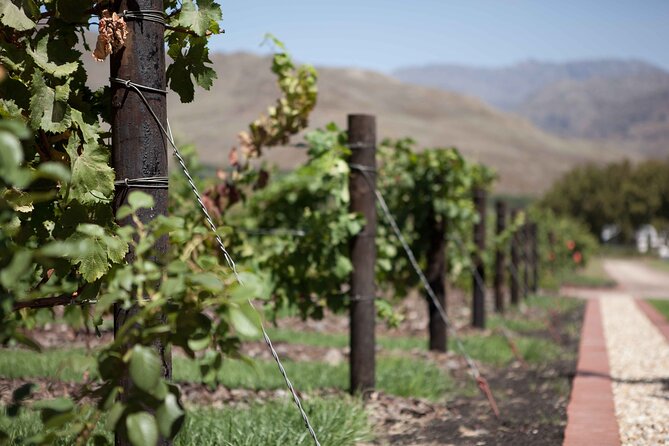 Private Stellenbosch, Franschhoek and Paarl Wine Tour - Is $175.95 per person good value?