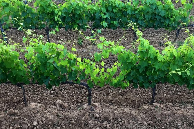 Private Tour: Montalcino Wine Tasting Experience - Sant’Antimo Abbey in About 20 Minutes