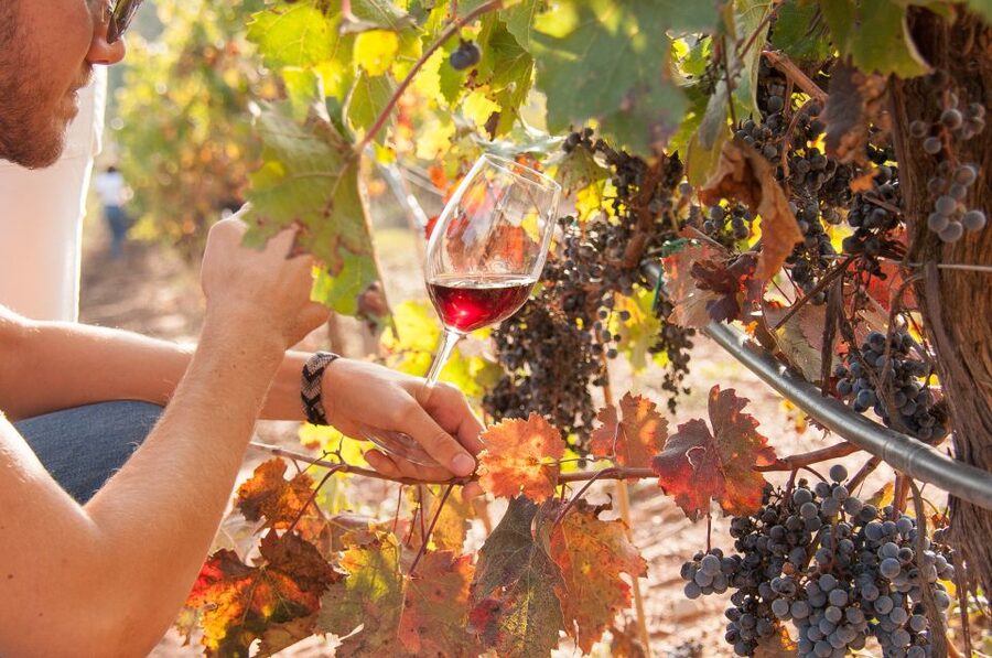 Private Wine, Tapas & Cava Experience from Barcelona - The guide can shape the whole experience