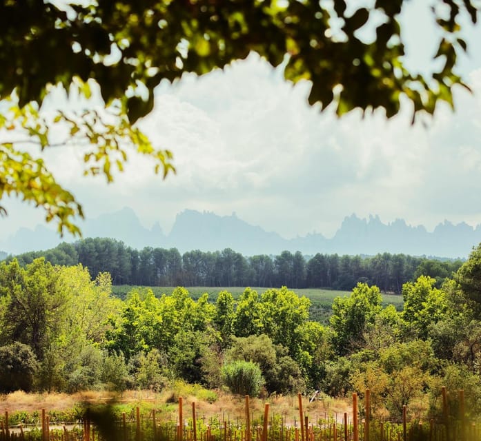 Private Wine, Tapas & Cava Experience from Barcelona - Private transport and timing
