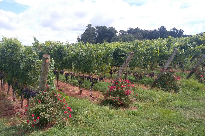 Private Wine Tours (Minimum 3 & Maximum 6 ) Pickup Maximum 30 Mi - What is included during the day