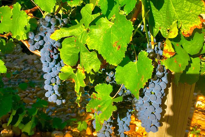 Provence Cru Wine Small-Group Half-Day Tour from Avignon - Three tastings, three different kinds of winery