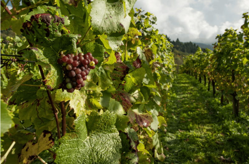 Quebec City: Island of Orleans Wine Tour - What the three-hour format really means