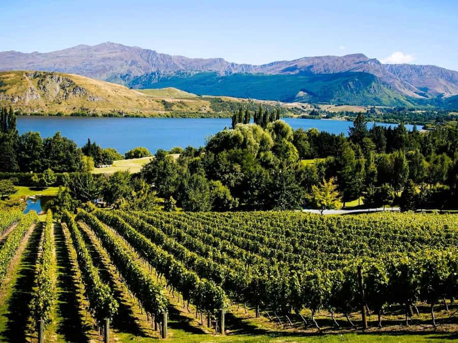 Queenstown, Arrowtown, Gibbston: Flexible Wine Hopper Tours - Kinross, Mt Rosa, and smaller cellar doors