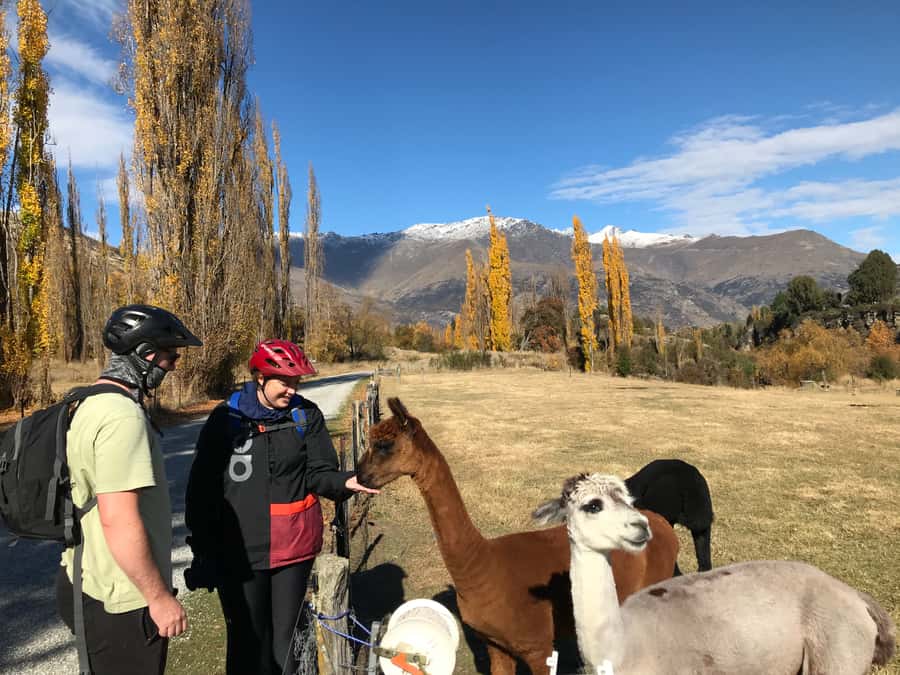 Queenstown: Guided E-Bike Tour with Winery Visits & Tastings - From Frankton to Arrowtown by van