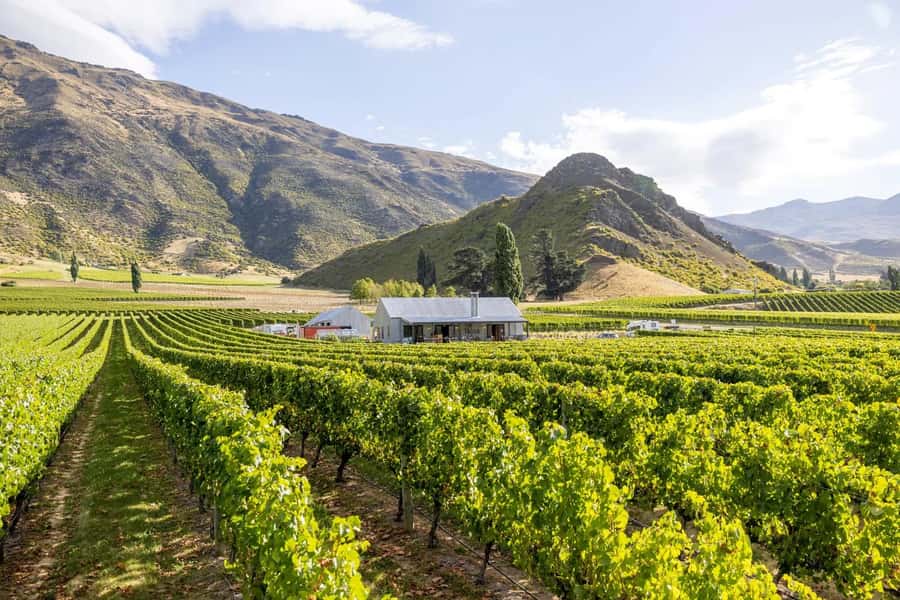 Queenstown: Original Premium Half-Day Gibbston Wine Tour - Who should book this Gibbston tour?