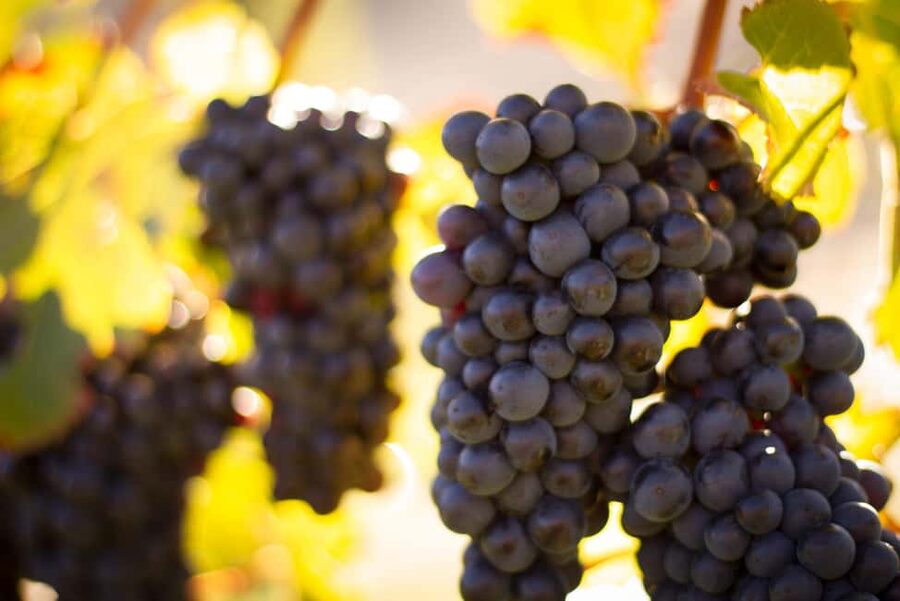 Queenstown: Wine & Food Tour, Scenic Tastings & Paired Lunch - Price, inclusions, and the real value
