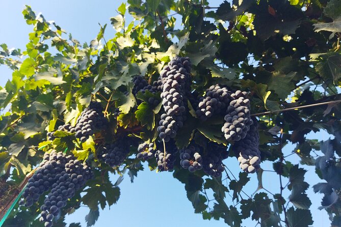 Quiero mas vino, valle de Guadalupe Tours - Los Globos creamery in 20 focused minutes