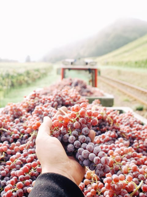 Reil, Mosel: Guided organic wine tasting and cellar tour - Tasting four to five organic wines
