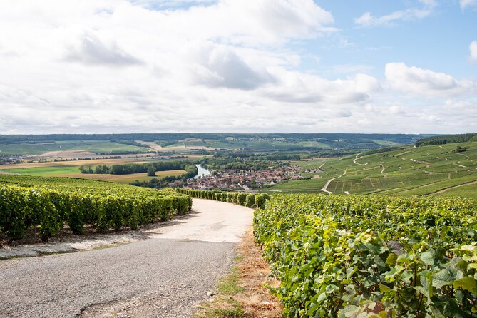 Reims afternoon tour Champagne and family growers - What you learn about making Champagne