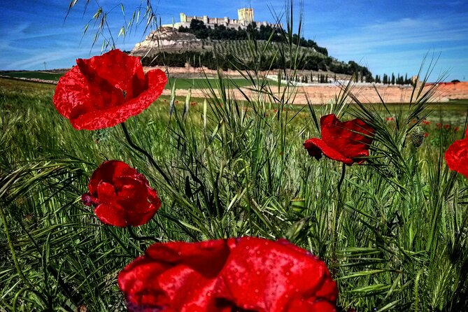 Ribera del Duero:4 Wineries, tasting & Lunch included from Madrid - Lunch is part of the wine education