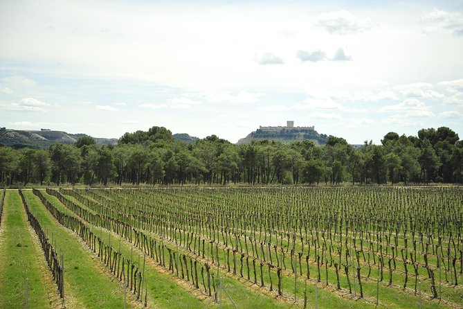 Ribera del Duero Wineries Guided Tour & Wine Tasting from Madrid - Key points at a glance