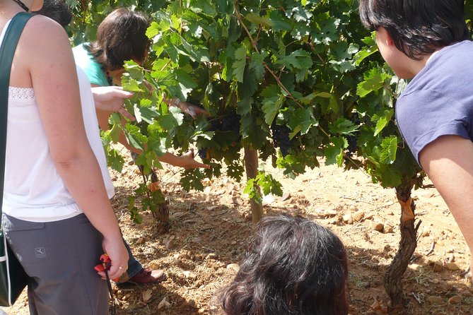 Ribera del Duero Wineries Guided Tour & Wine Tasting from Madrid - Who should book this day trip?