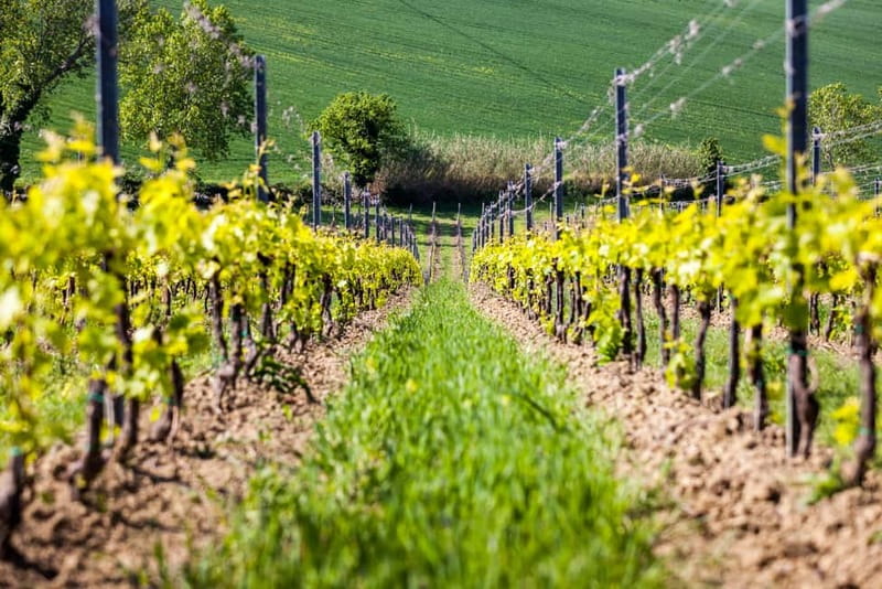 Rimini: San Valentino DOC Wine Tastings - Four grapes, several styles in the glass