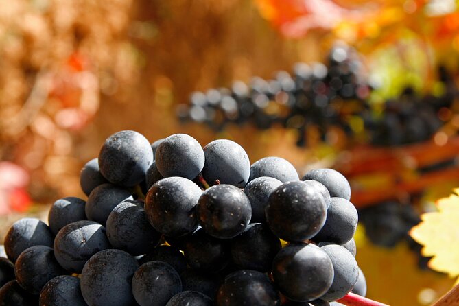 Rioja wine region with visit to winery & Vitoria-Gasteiz - Comfort, pace, and group size