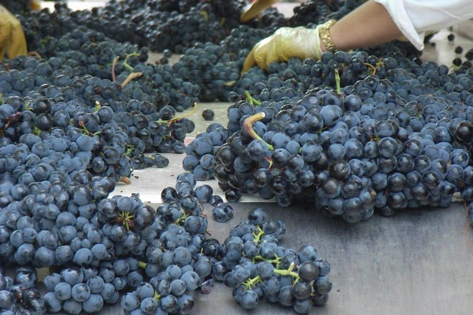 Rioja Wine Tour: 2 Wineries From Bilbao - Laguardia and the pintxos break
