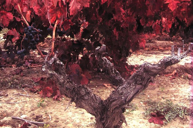 Rioja Wine Tour: 2 Wineries From Bilbao - What $290.25 really gets you