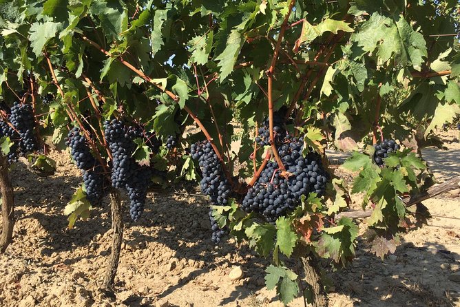Rioja Wine Tour: 2 Wineries From Bilbao - Second winery: old cellars and a different mood