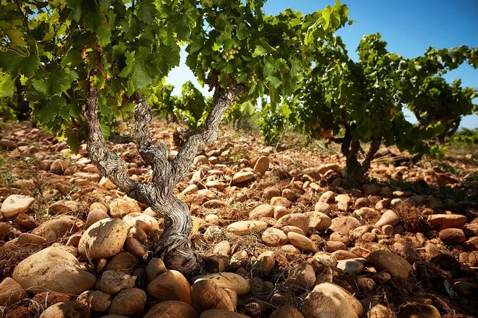Roman Heritage & Wine Legacy - Key points to know before booking