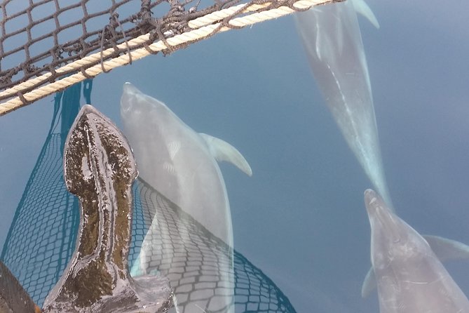 Sailing day trip on Tall Ship Andrea Jensen with Lunch and Wine - Practical details that affect your choice