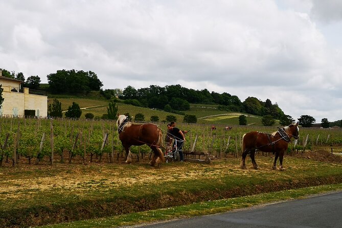 Saint Emilion Half-Day Trip with Wine Tasting & Winery Visit from Bordeaux - Why Saint-Émilion makes a good half-day from Bordeaux