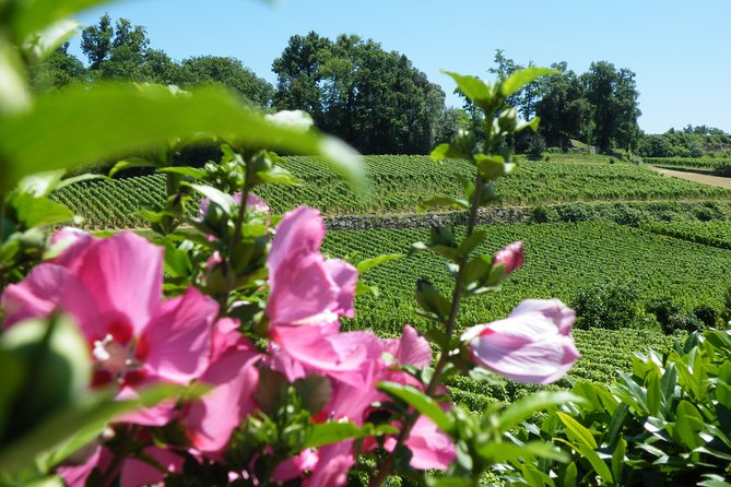Saint Emilion Wine Tour Tasting Half Day from Bordeaux - Who will get the most from this tour