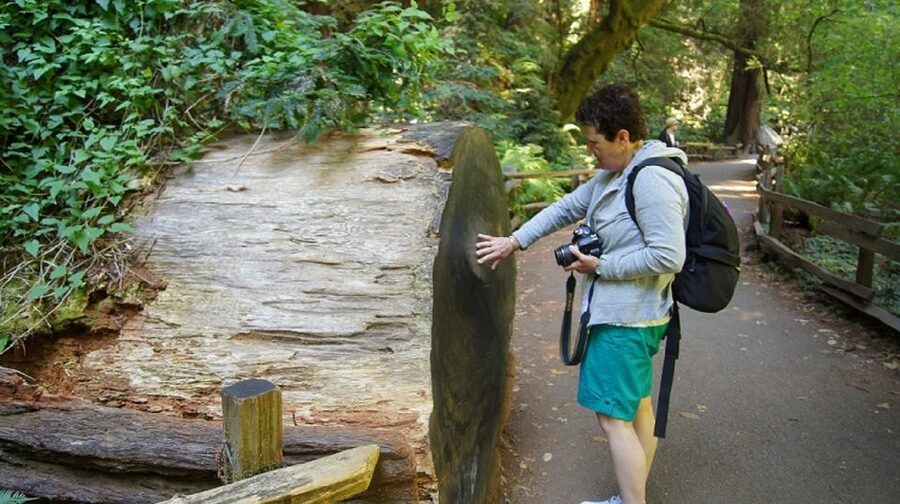 San Francisco: Guided Coastal Redwoods & Wine Country Tour - Korbel Champagne Cellars sets the tone
