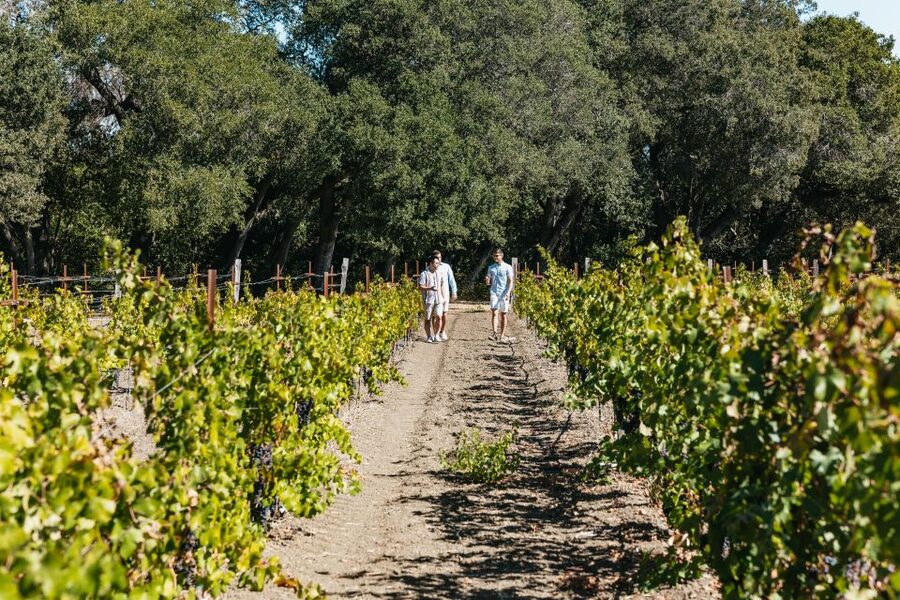 San Francisco: Half-Day Wine Country Excursion with Tastings - Barrel rooms, vineyards, and what you actually see