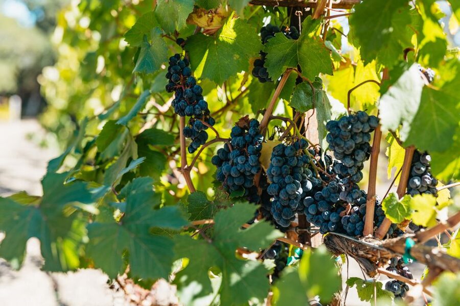 San Francisco: Half-Day Wine Country Excursion with Tastings - Why the afternoon departure works well