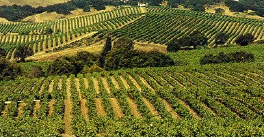 San Francisco: Half-Day Wine Country Tour with Wine Tastings - Why this five-hour tour works