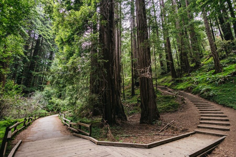 San Francisco: Muir Woods, Napa & Sonoma Valley Wine Tour - Price, pace, and who should book