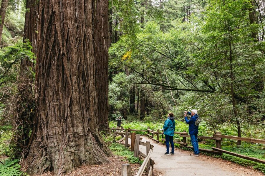 San Francisco: Muir Woods, Napa & Sonoma Valley Wine Tour - Morning pickup and the ride across the Golden Gate