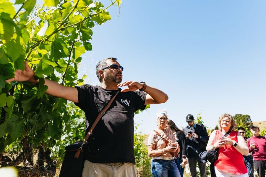 San Francisco: Napa and Sonoma Valley Wine Tour - Who should book this day out