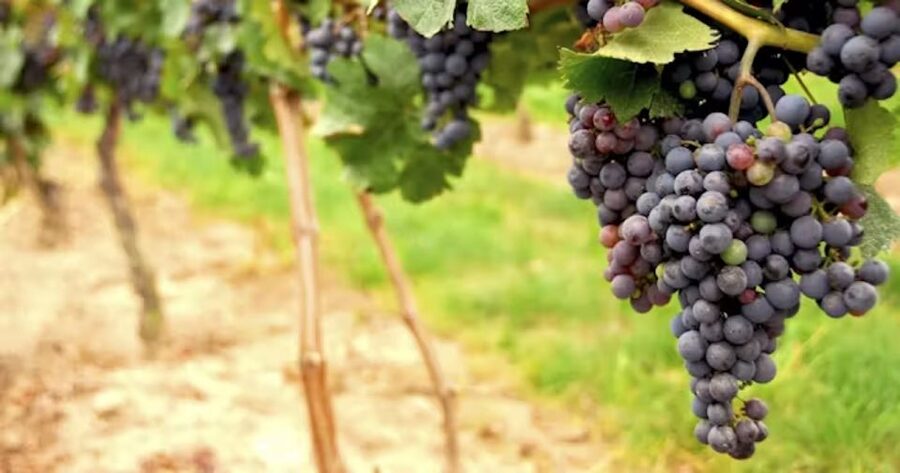 San Francisco: Napa Valley Half-Day Wine Tour with Tastings - Practical details before you reserve