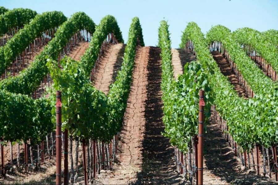 San Francisco: Napa Valley Half-Day Wine Tour with Tastings - What the two winery visits are really like