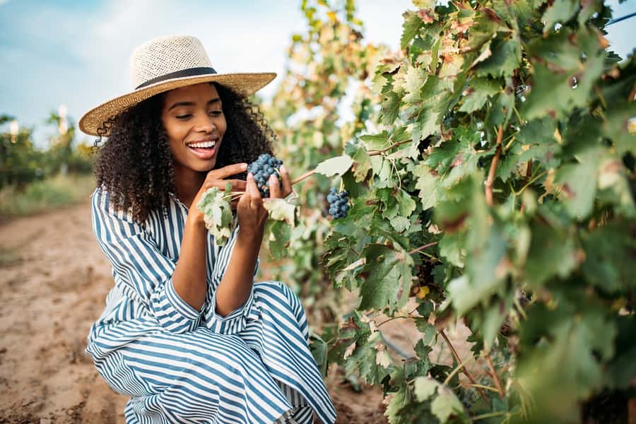 San Francisco: Redwood & Wine Country Tour with Lunch & Wine - Key points to know before you book