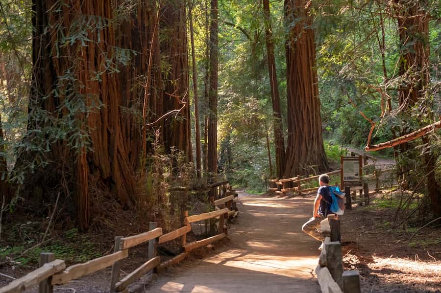 San Francisco: Redwood & Wine Country Tour with Lunch & Wine - Why this redwoods and wine tour works well