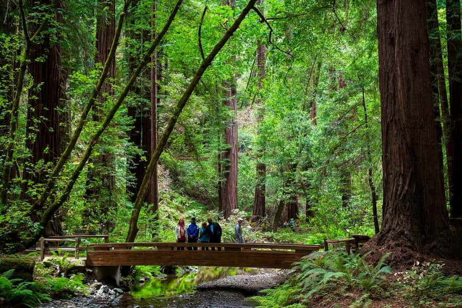 San Francisco: Redwood & Wine Country Tour with Lunch & Wine - Sonoma Plaza gives you a real lunch choice